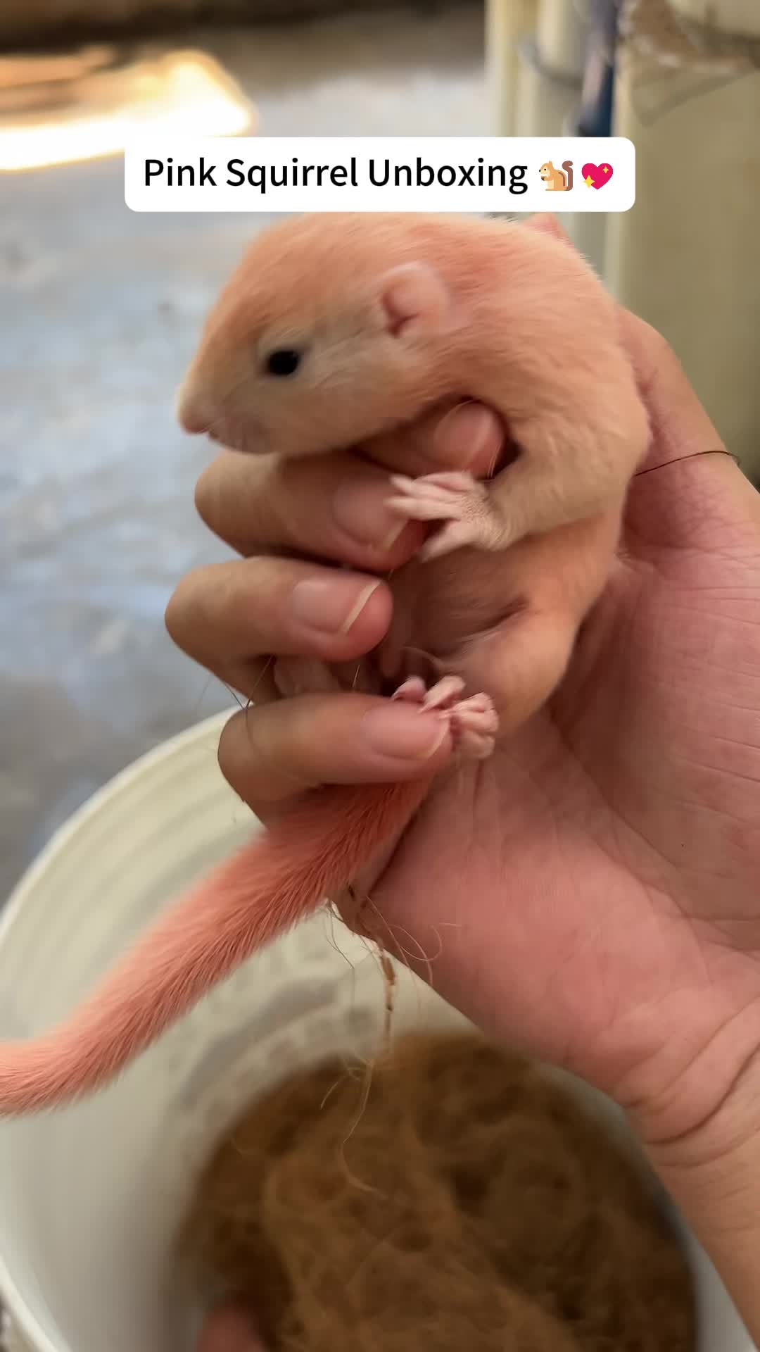 @The Squirrel Sandy