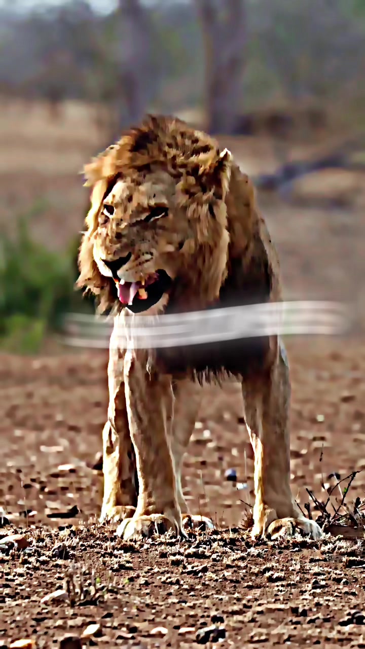 @lions