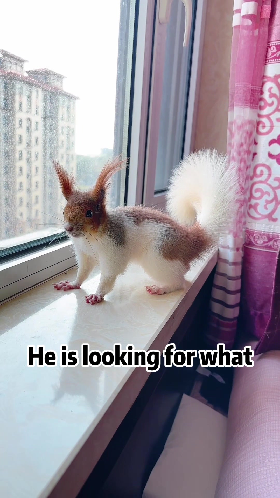 @The Squirrel Sandy