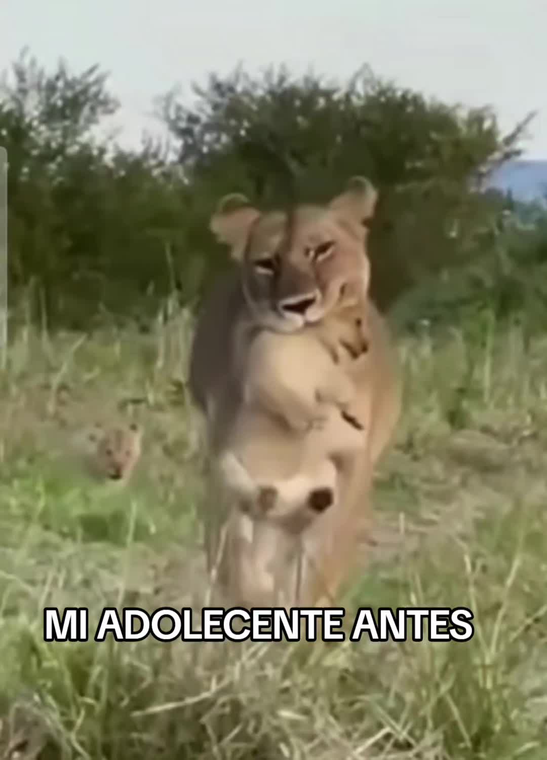 @🪸latinablog
