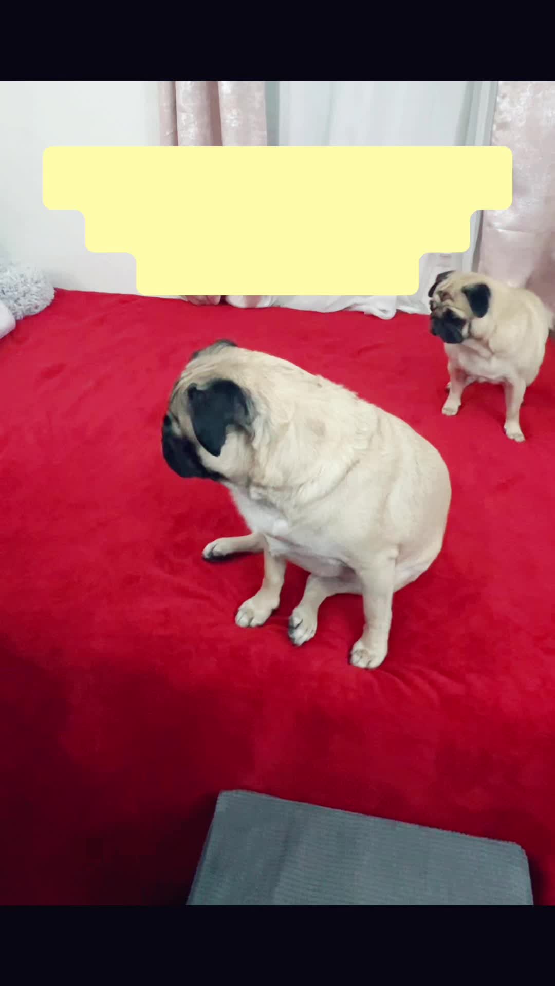 @Benji&Mia the Pugs