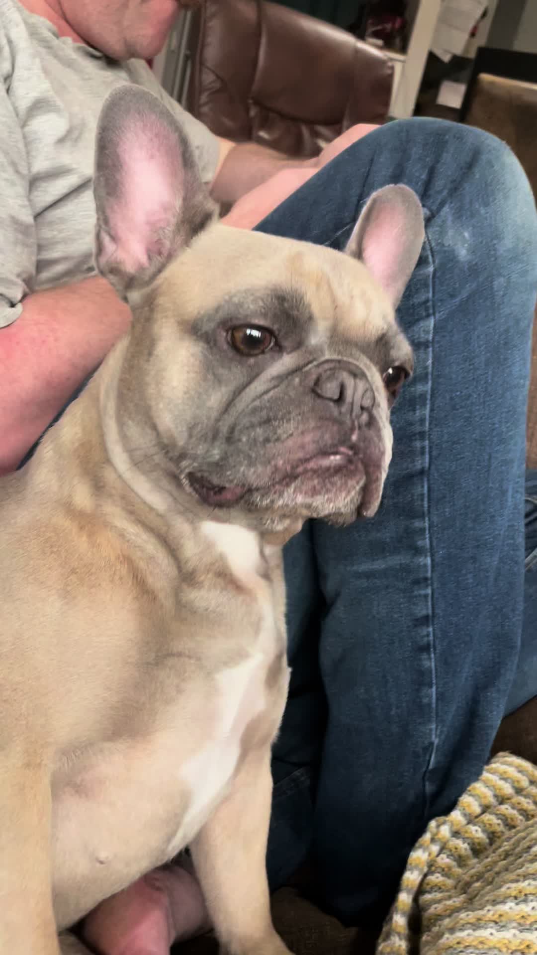 @MaggietheAdventureFrenchie