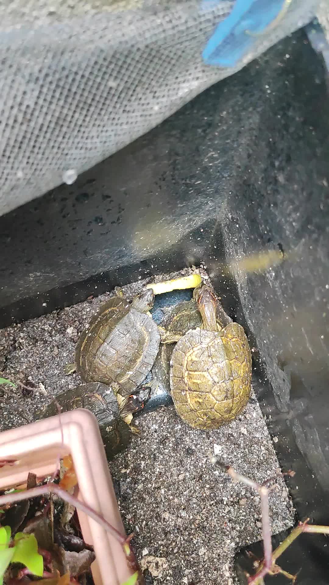 @Tuga🐢