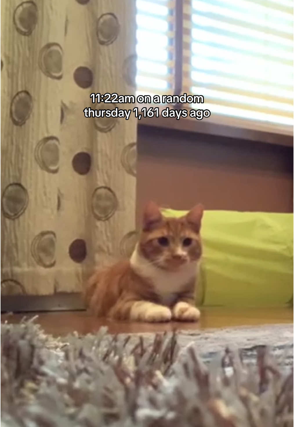 @Aloo The Cat