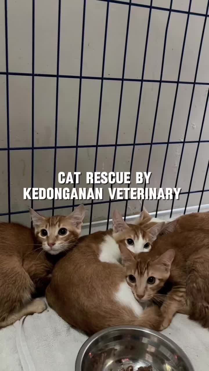 @kedonganan vet