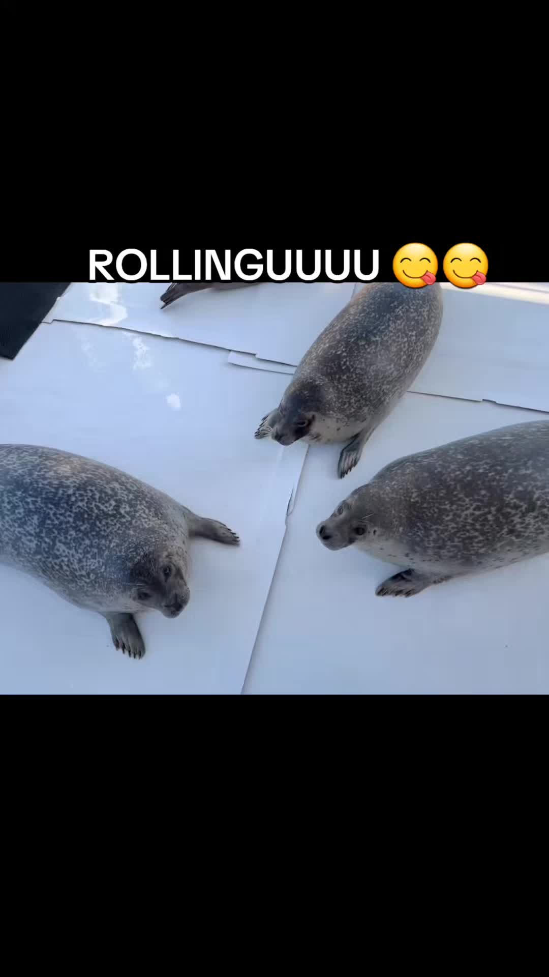 @Ray 🦭 :3