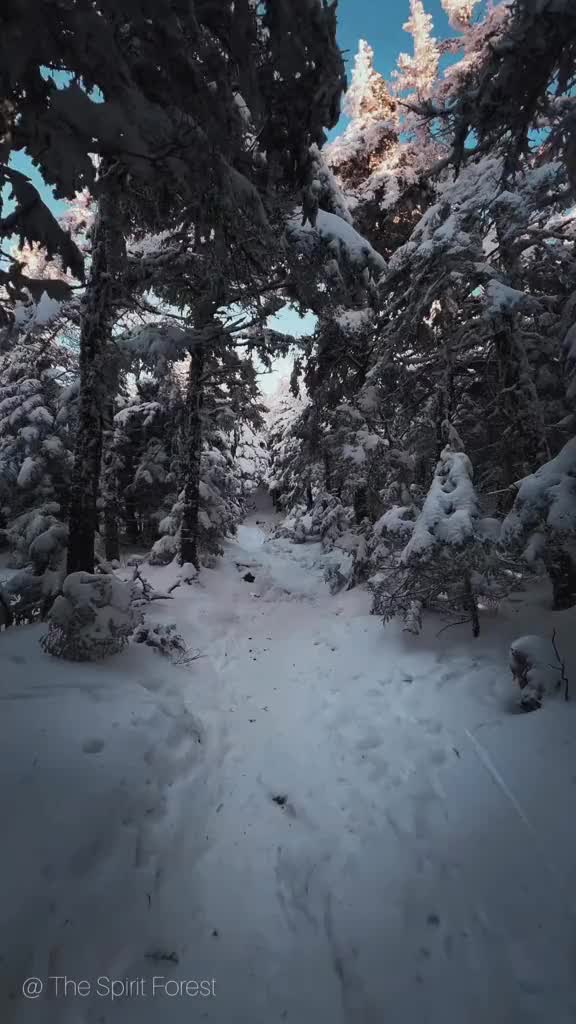 @The Spirit Forest