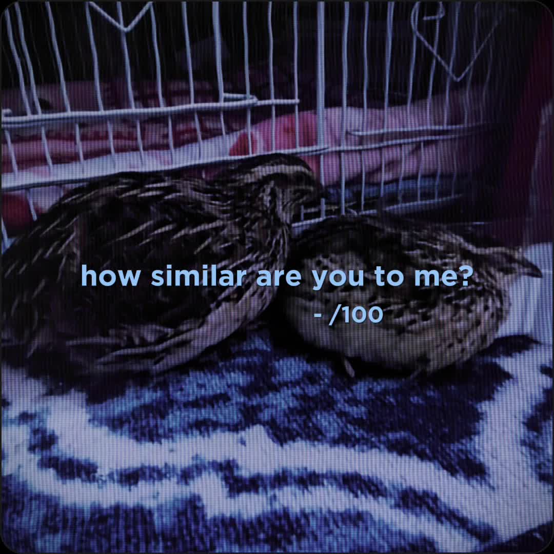 @birdlover123:)