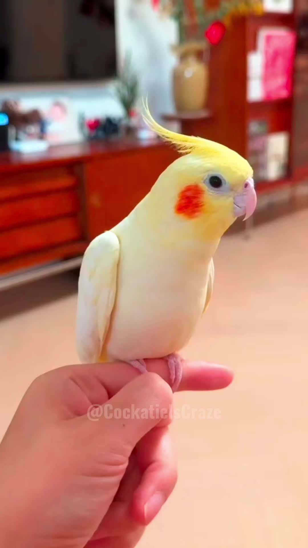 @Cockatiels Craze