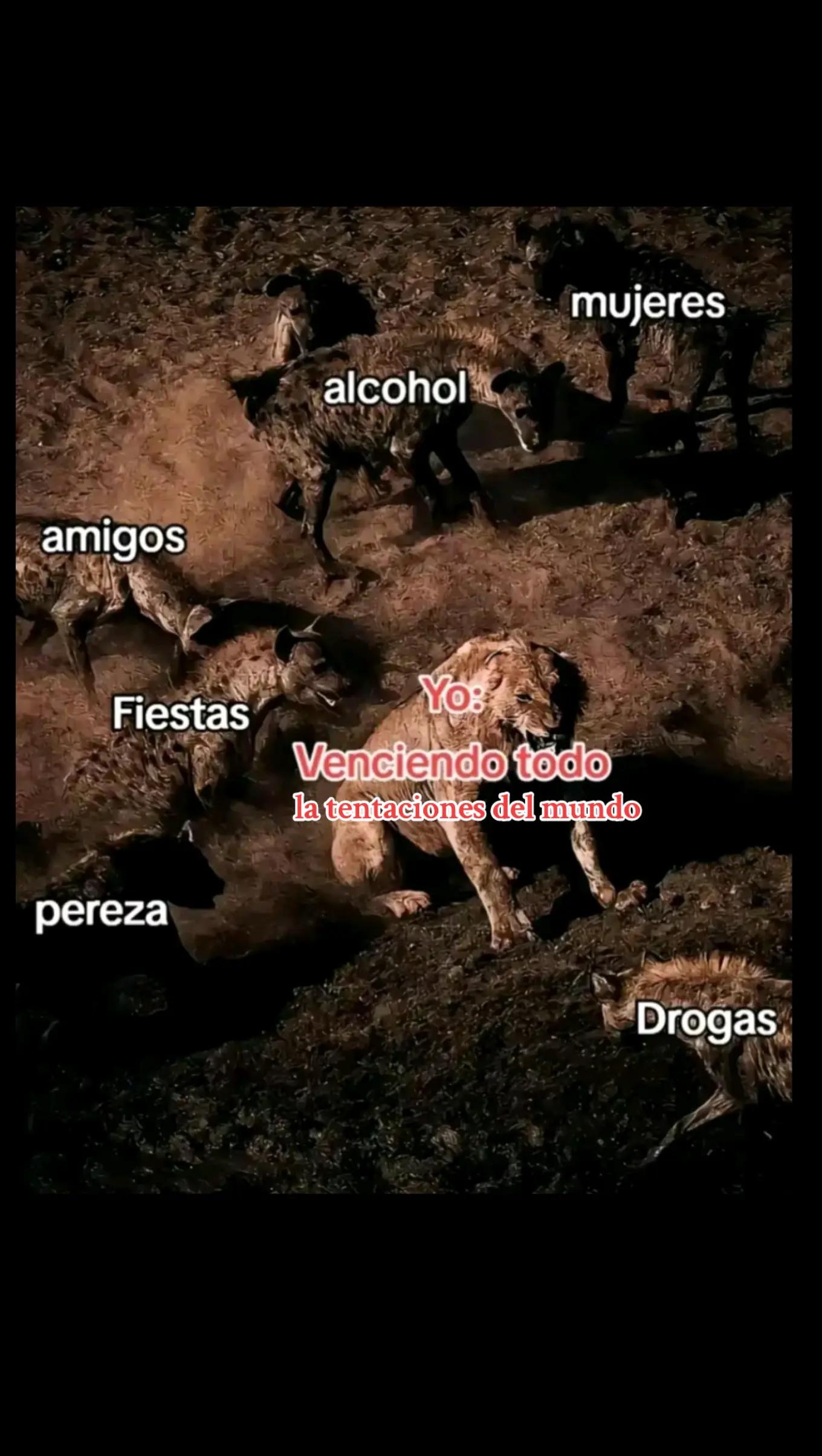 @frank Tzep Quem&aacute;🦁