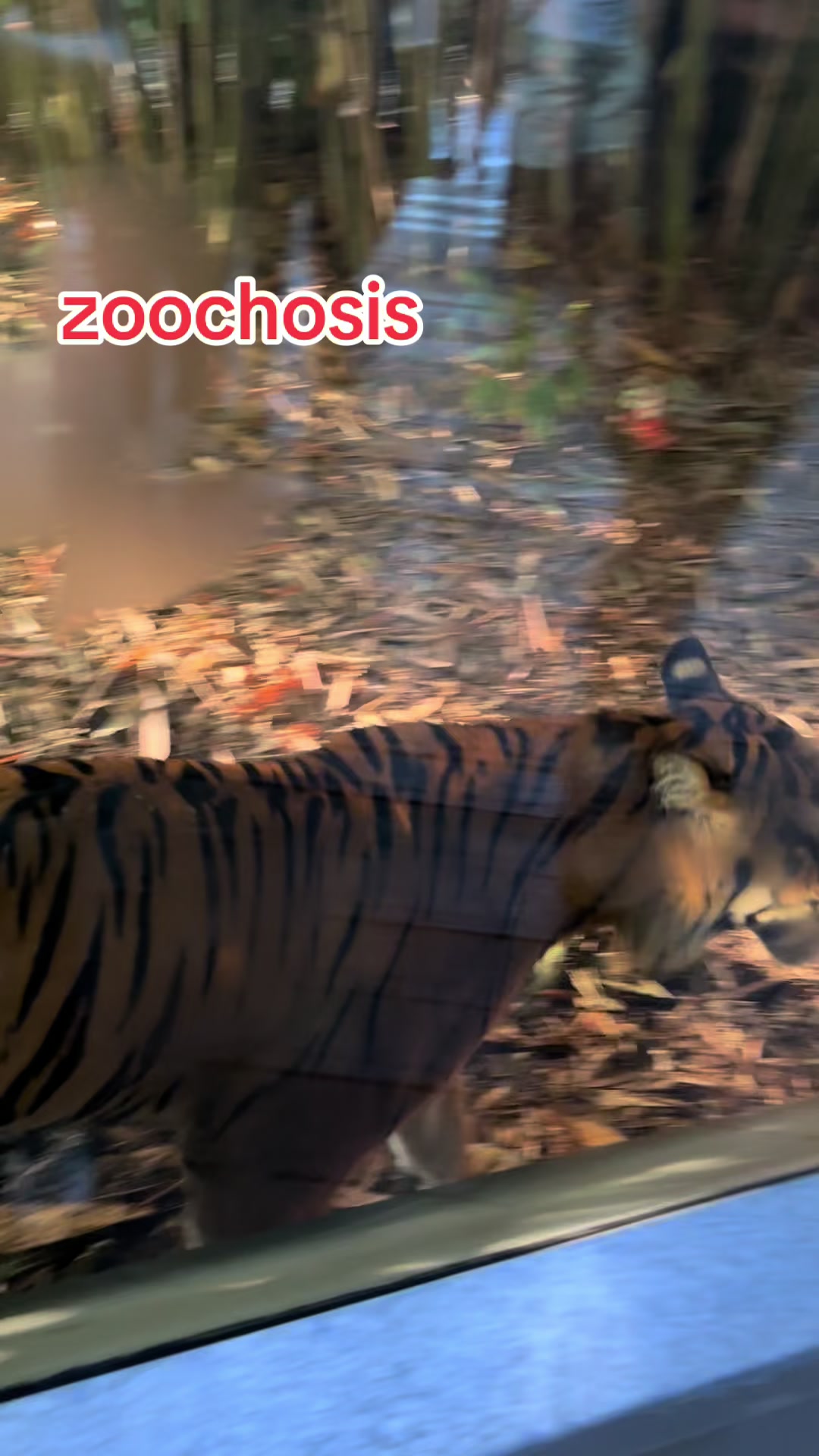 @Zoochosis_0