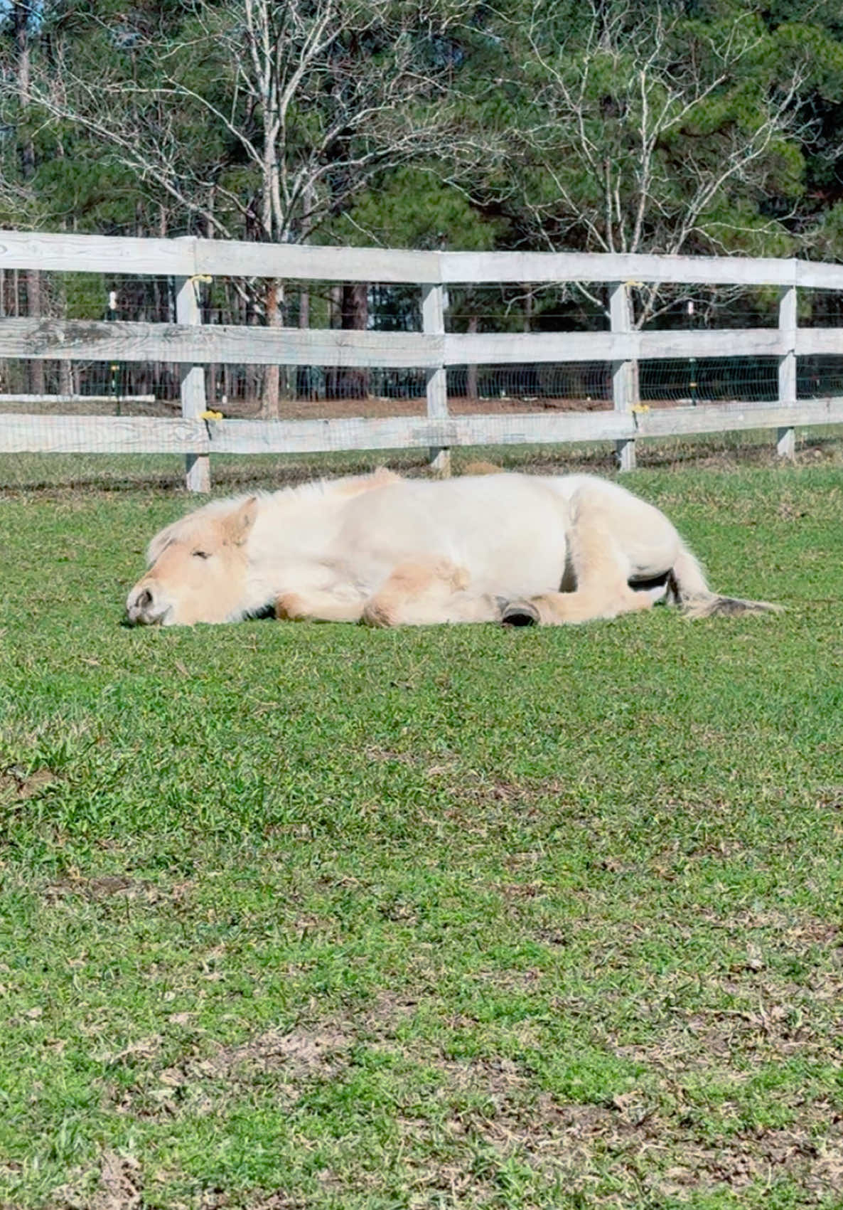 @madponies