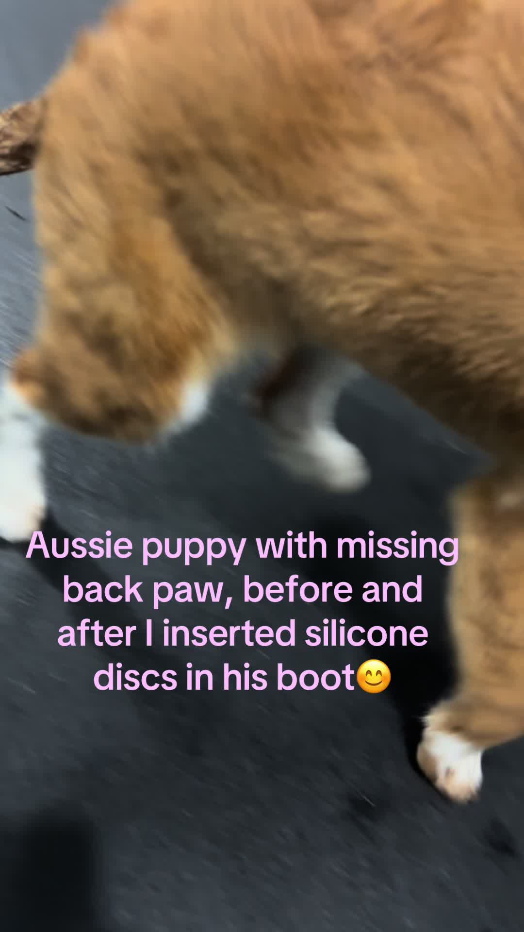 @dogmom76