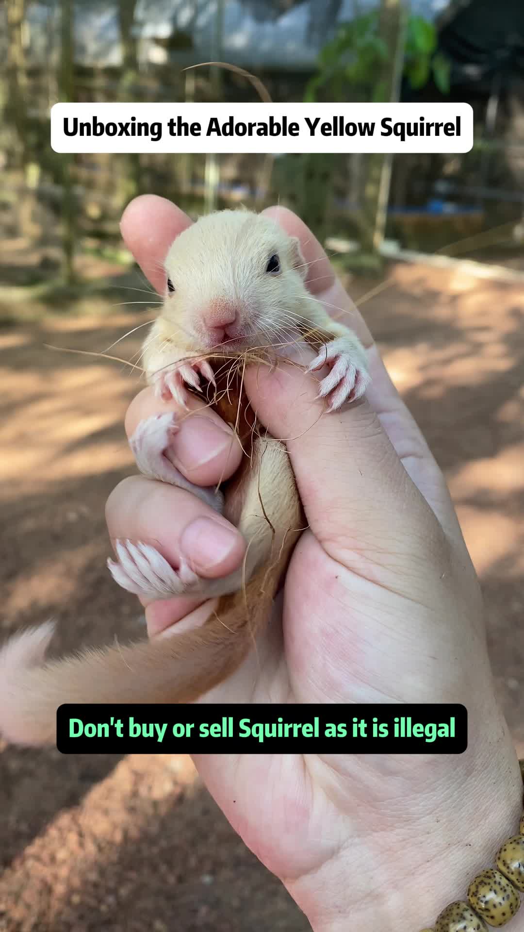 @The Squirrel Sandy