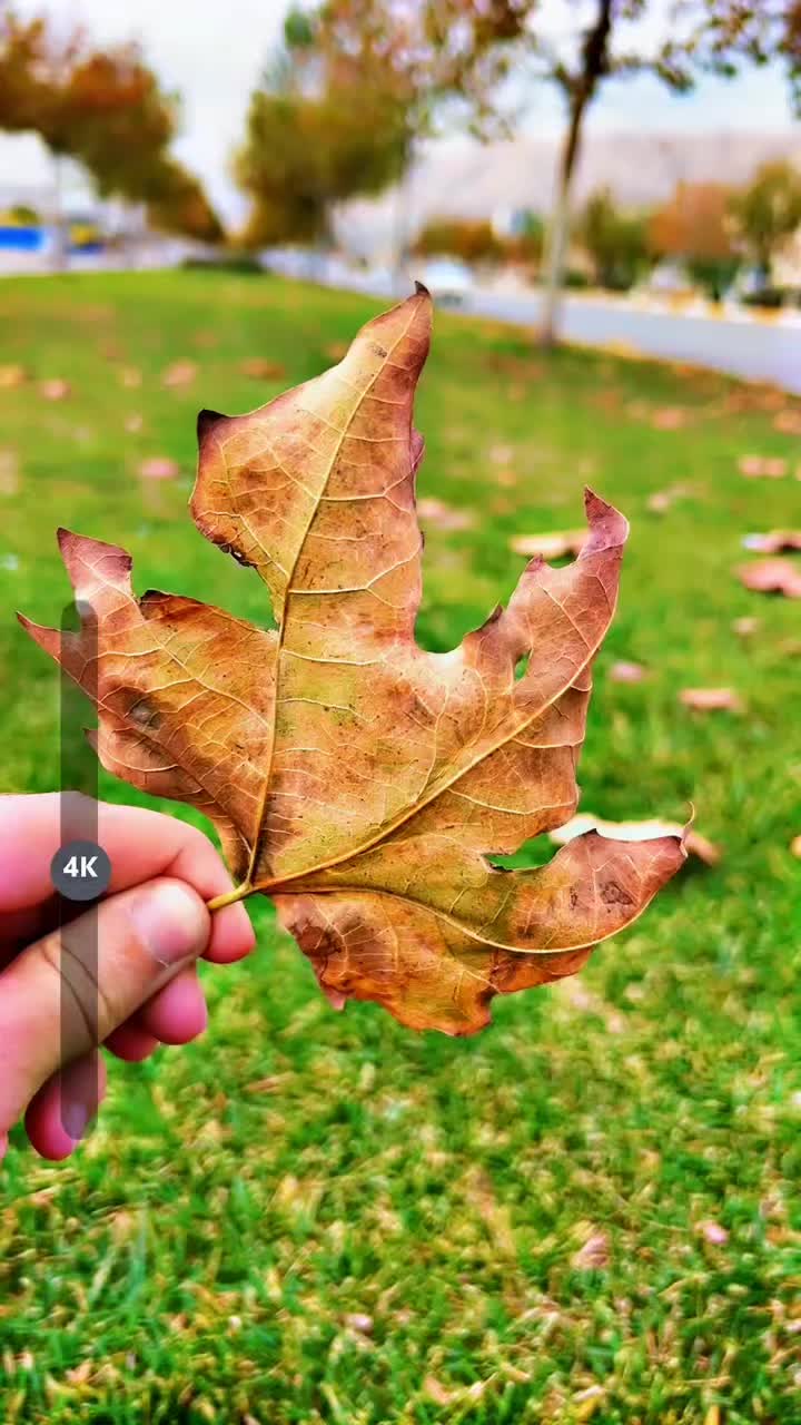 @Radwan. xalid