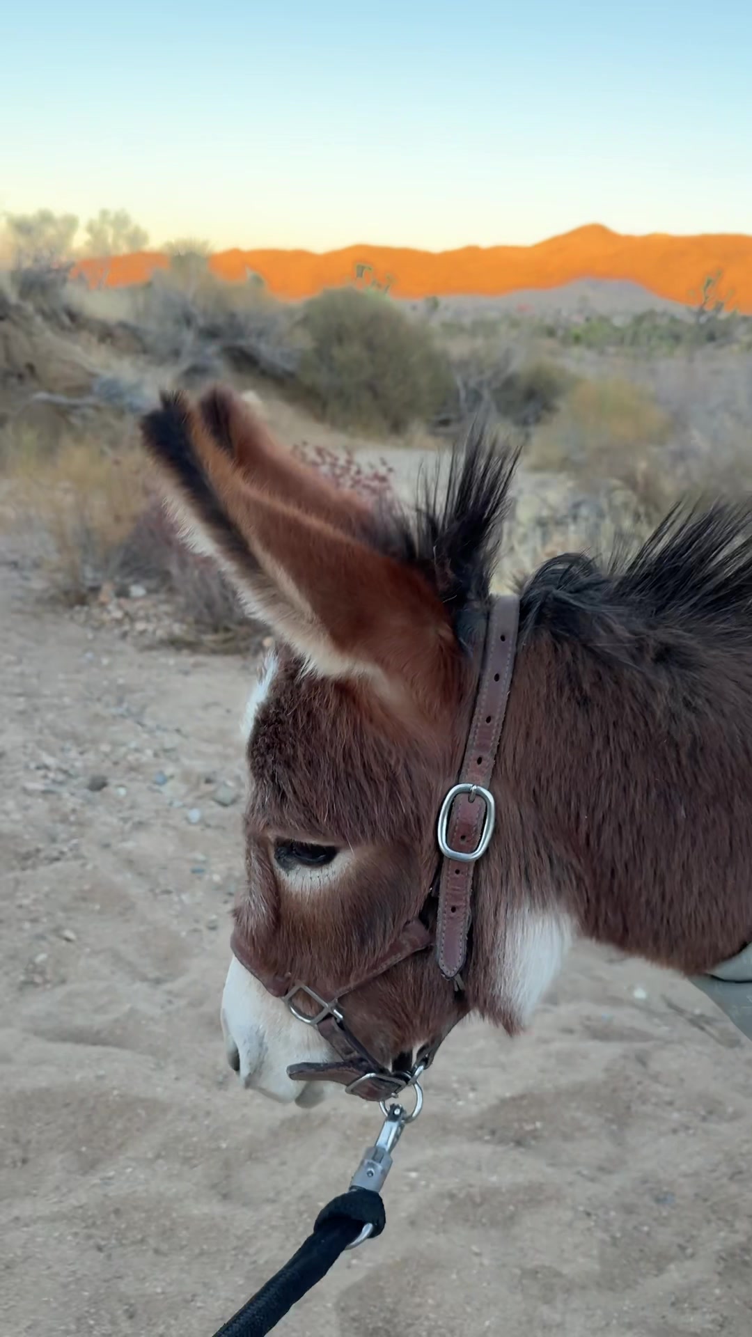 @mojaveminidonkeys