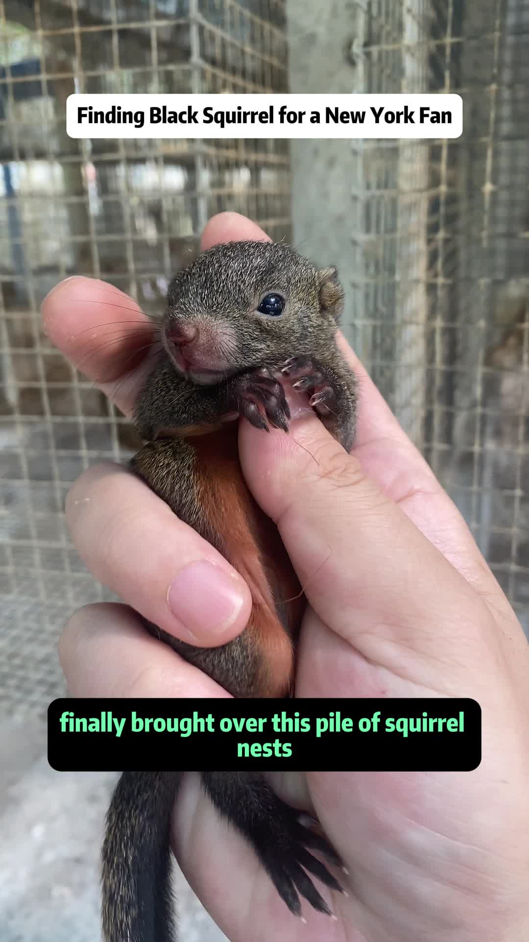 @The Squirrel Sandy