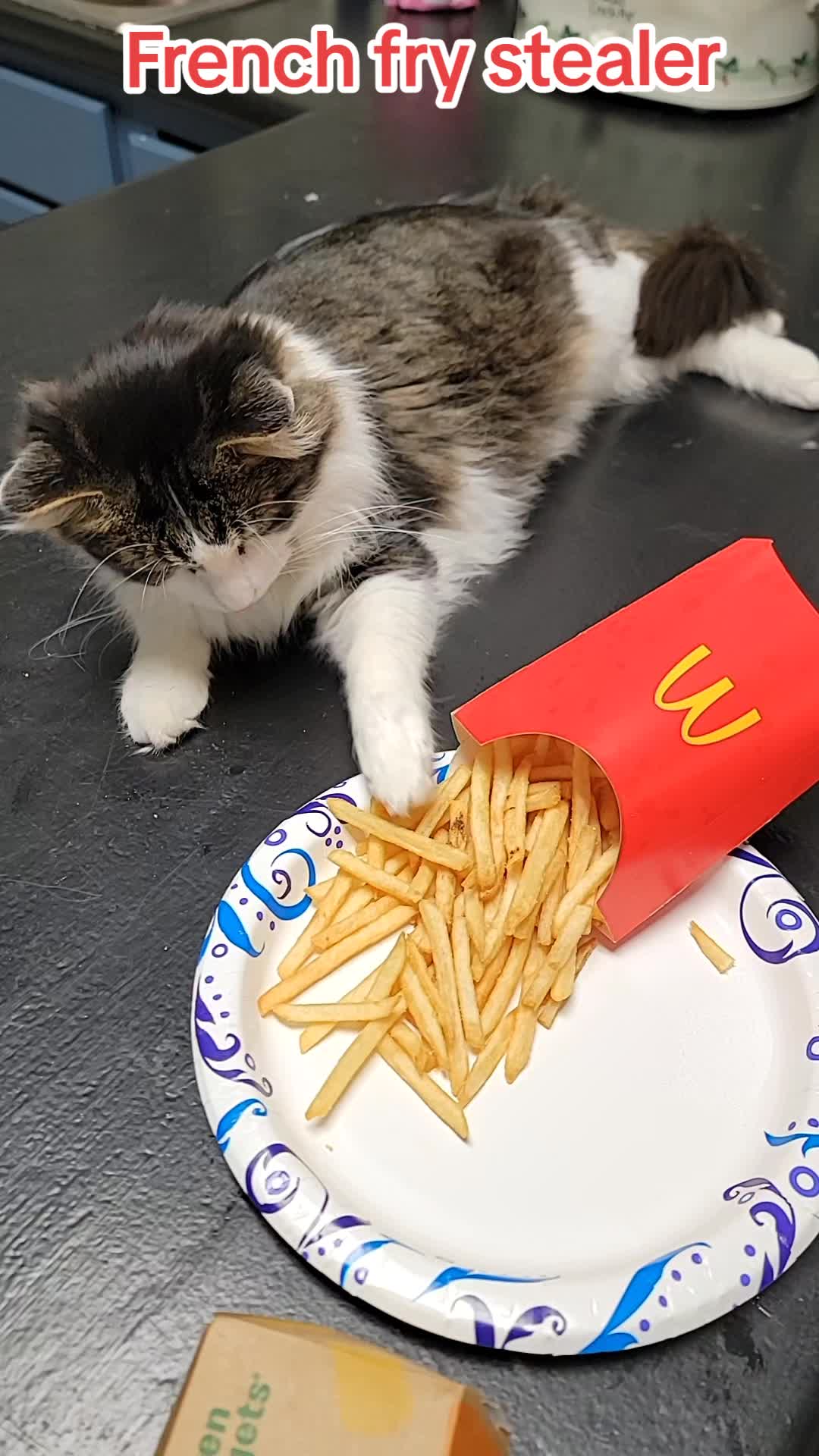 @CatCraze