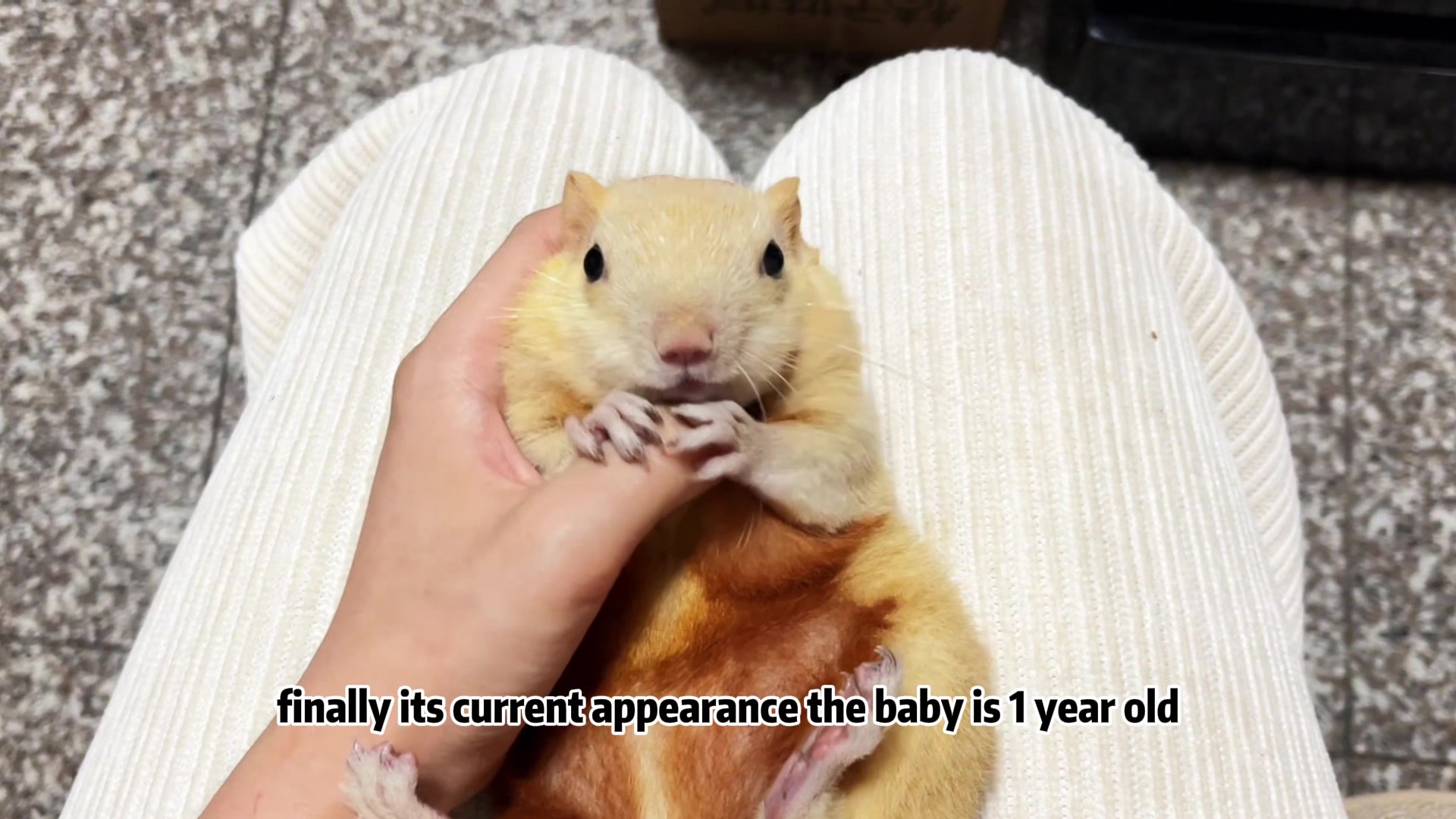 @The Squirrel Sandy