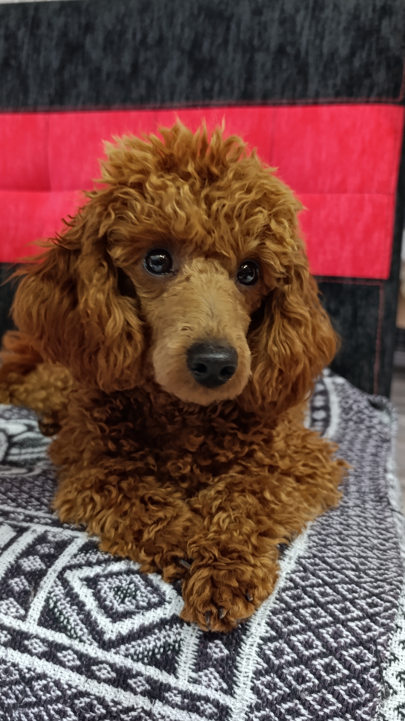 @Наталья Пудель 🐩