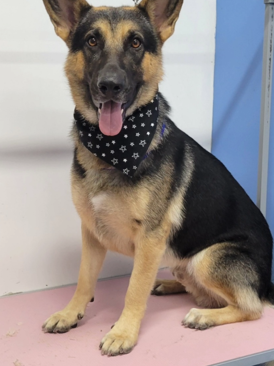 @bubulabapetgrooming