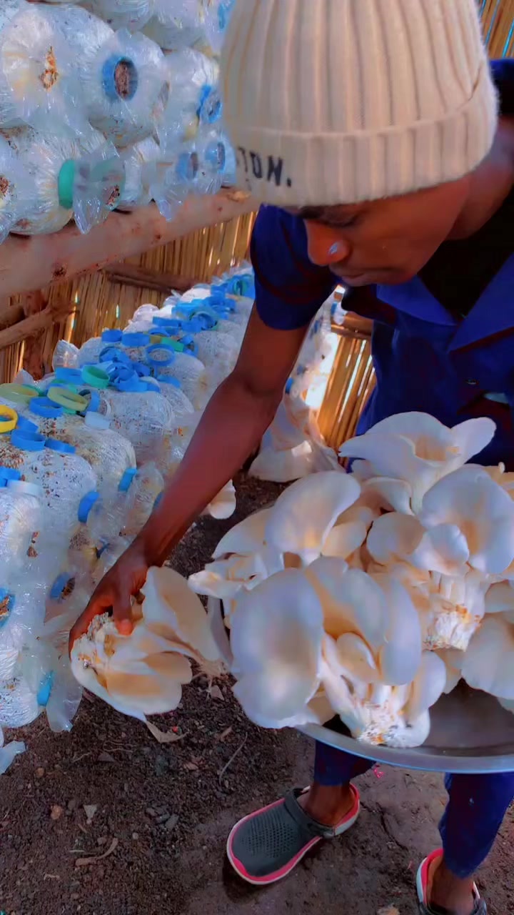 @BLESSED AGRICULTURAL MUSHROOM