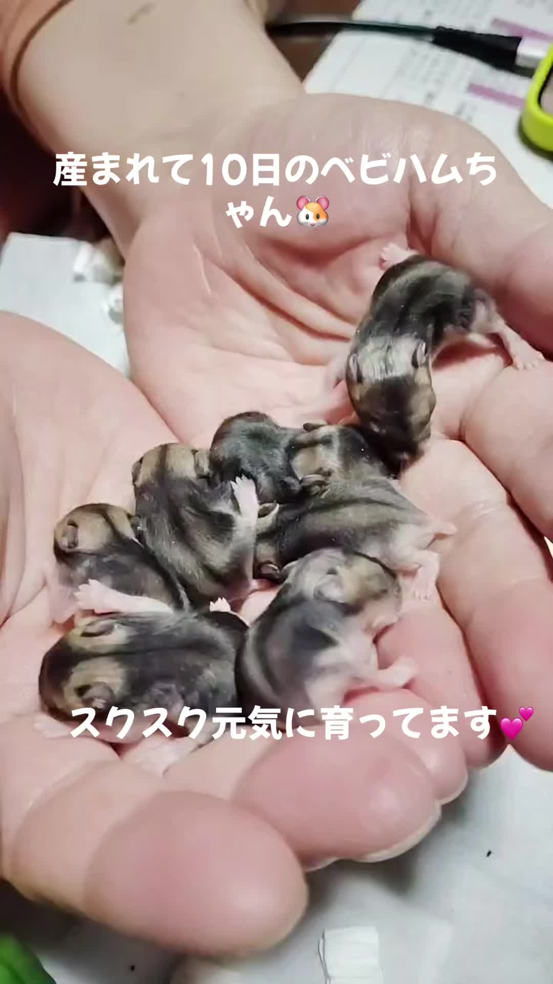 @big mama 🐹🐕