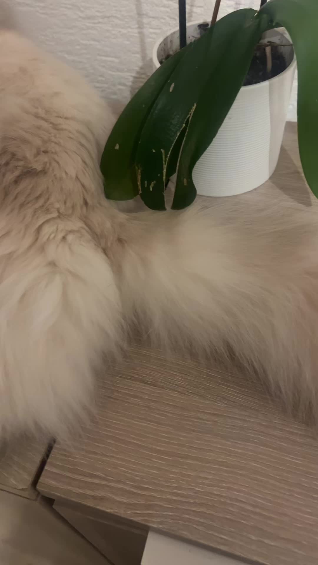 @P&eacute;pite & Simba