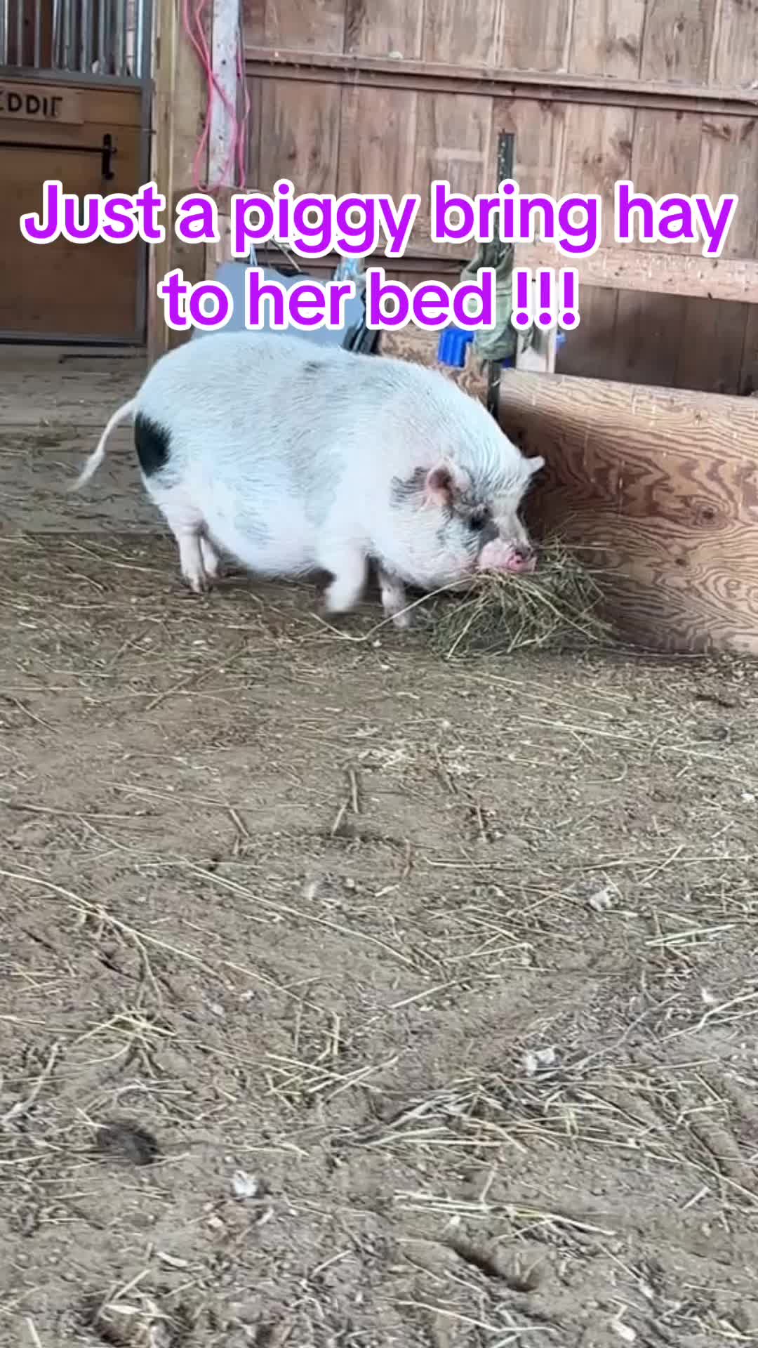 @Auntie Tannas Funny Farm