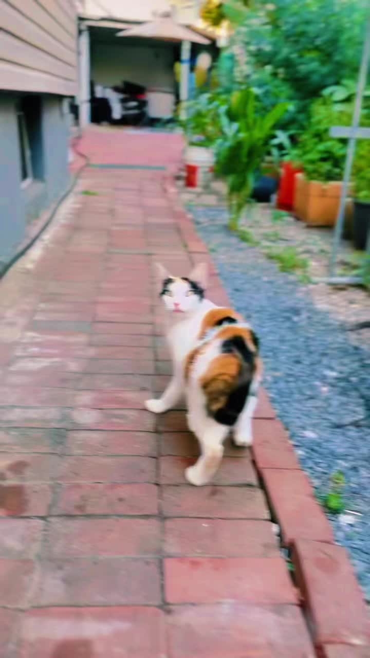 @pantherthecat_18