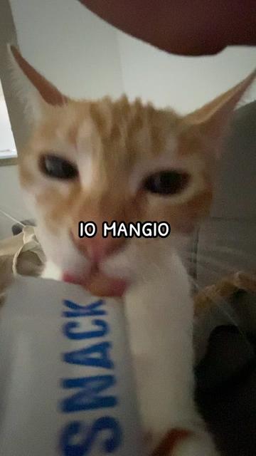 @ciroilgattorosso