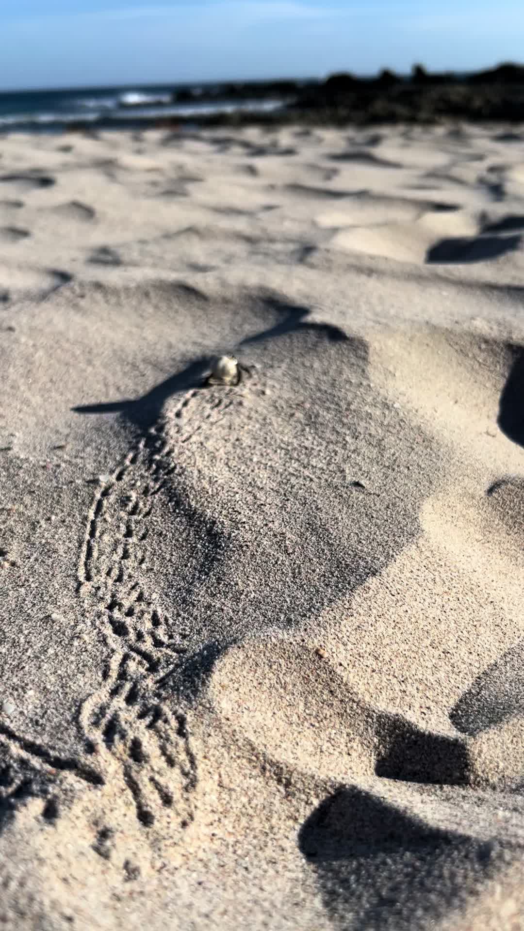 @acapandleotravel