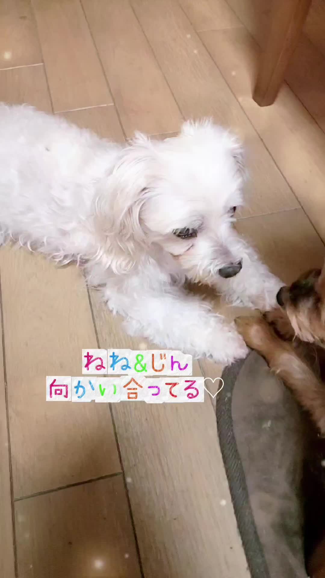 @杏蜜～5dogs and family～