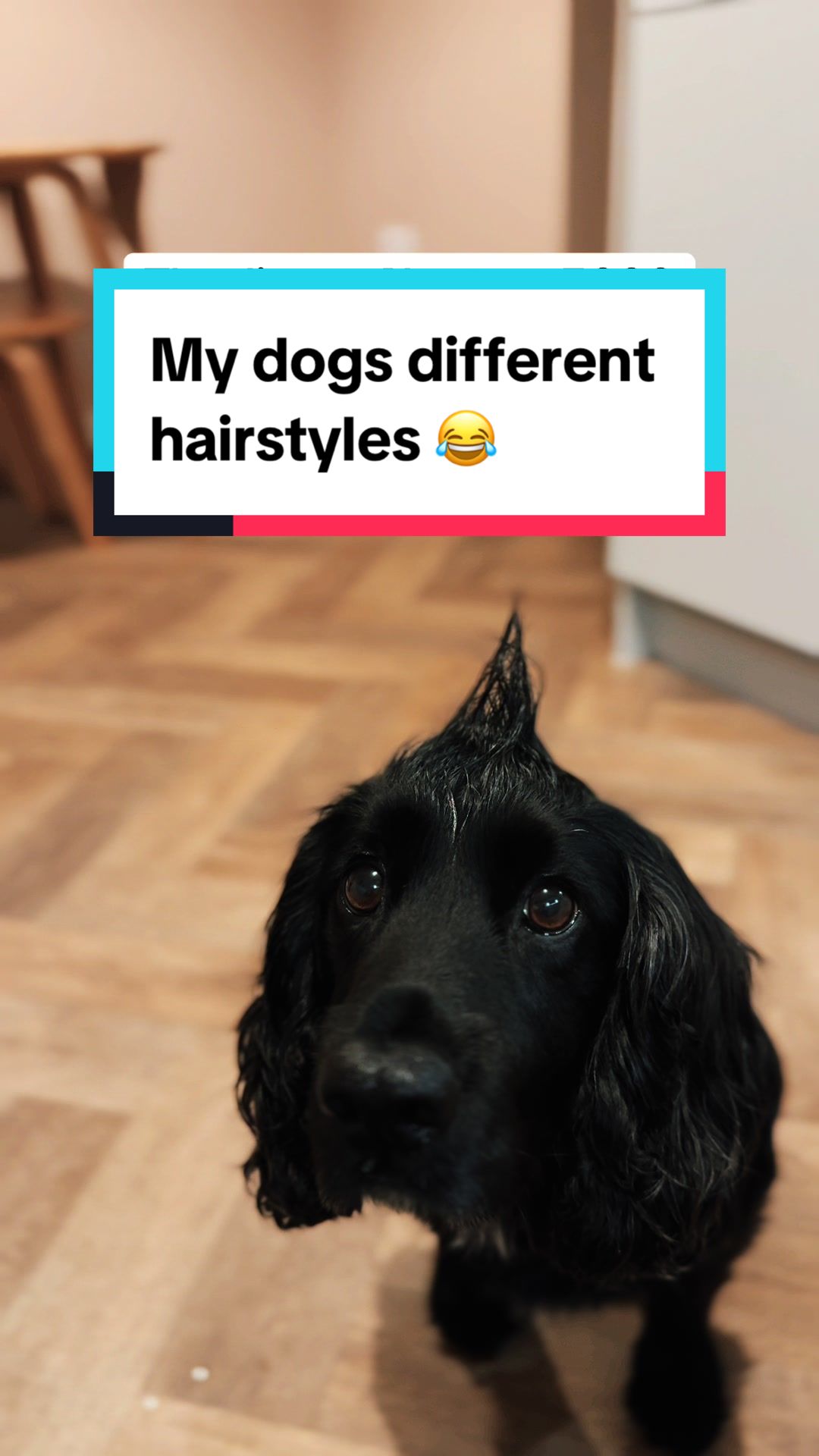 @Spaniel Explorers