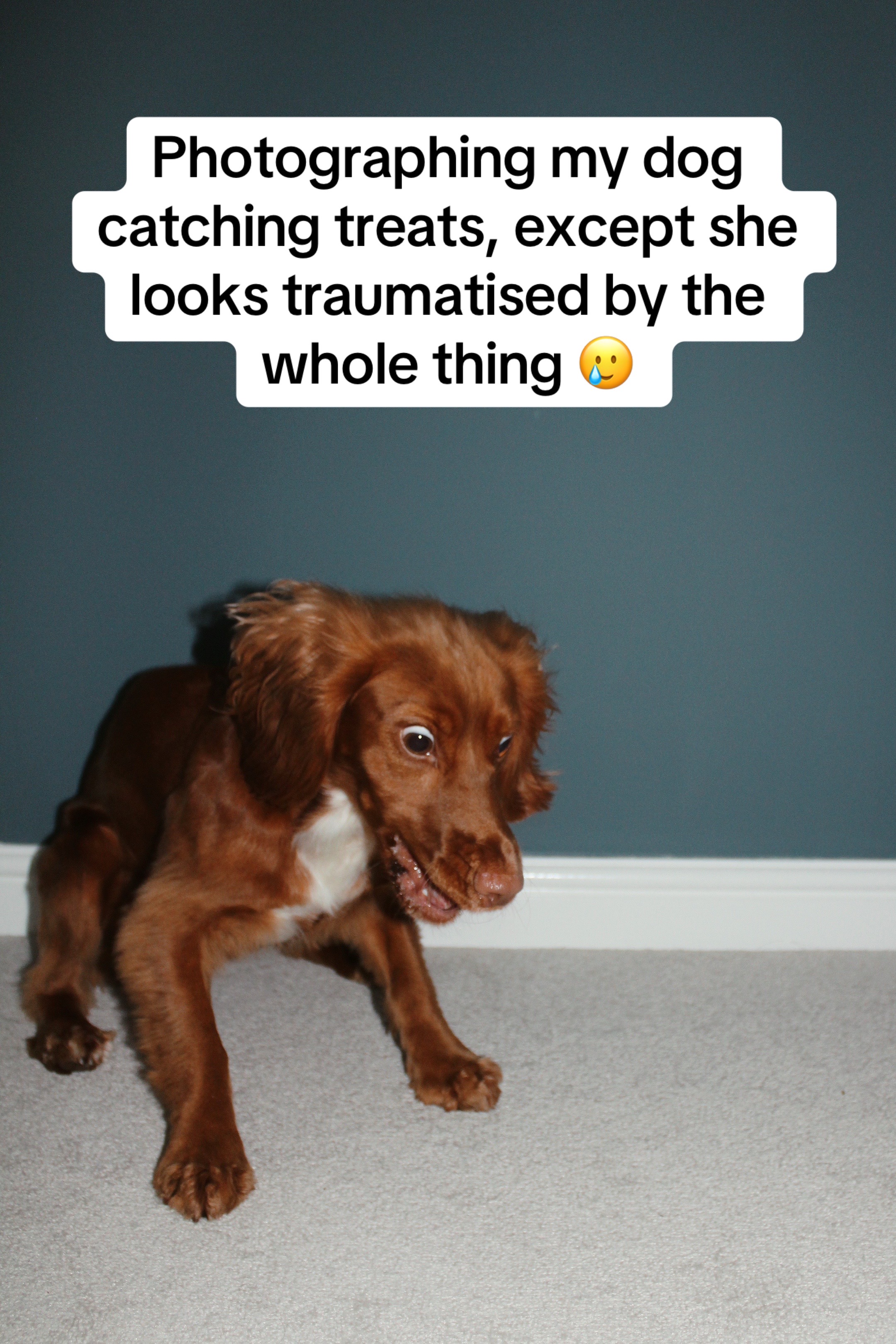 @Spaniel Explorers