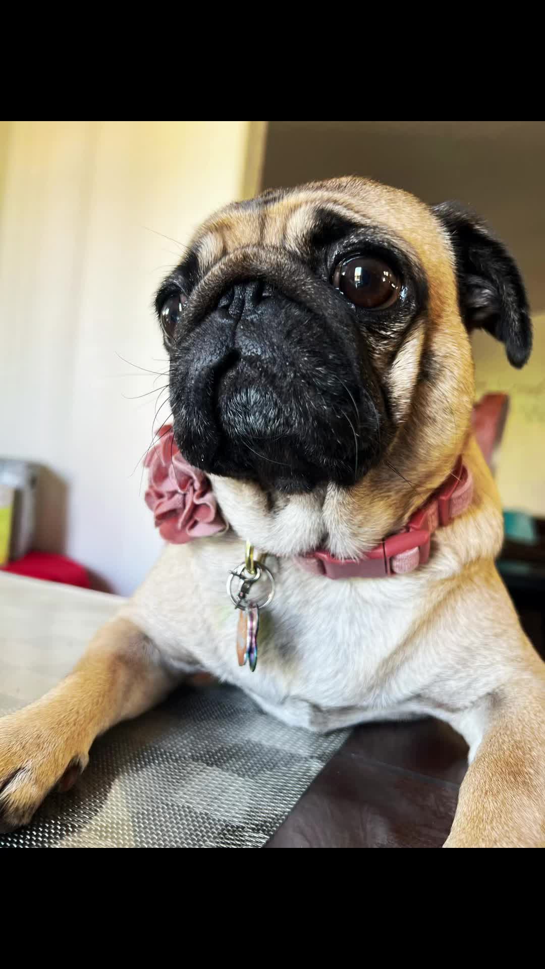 @Benji&Mia the Pugs