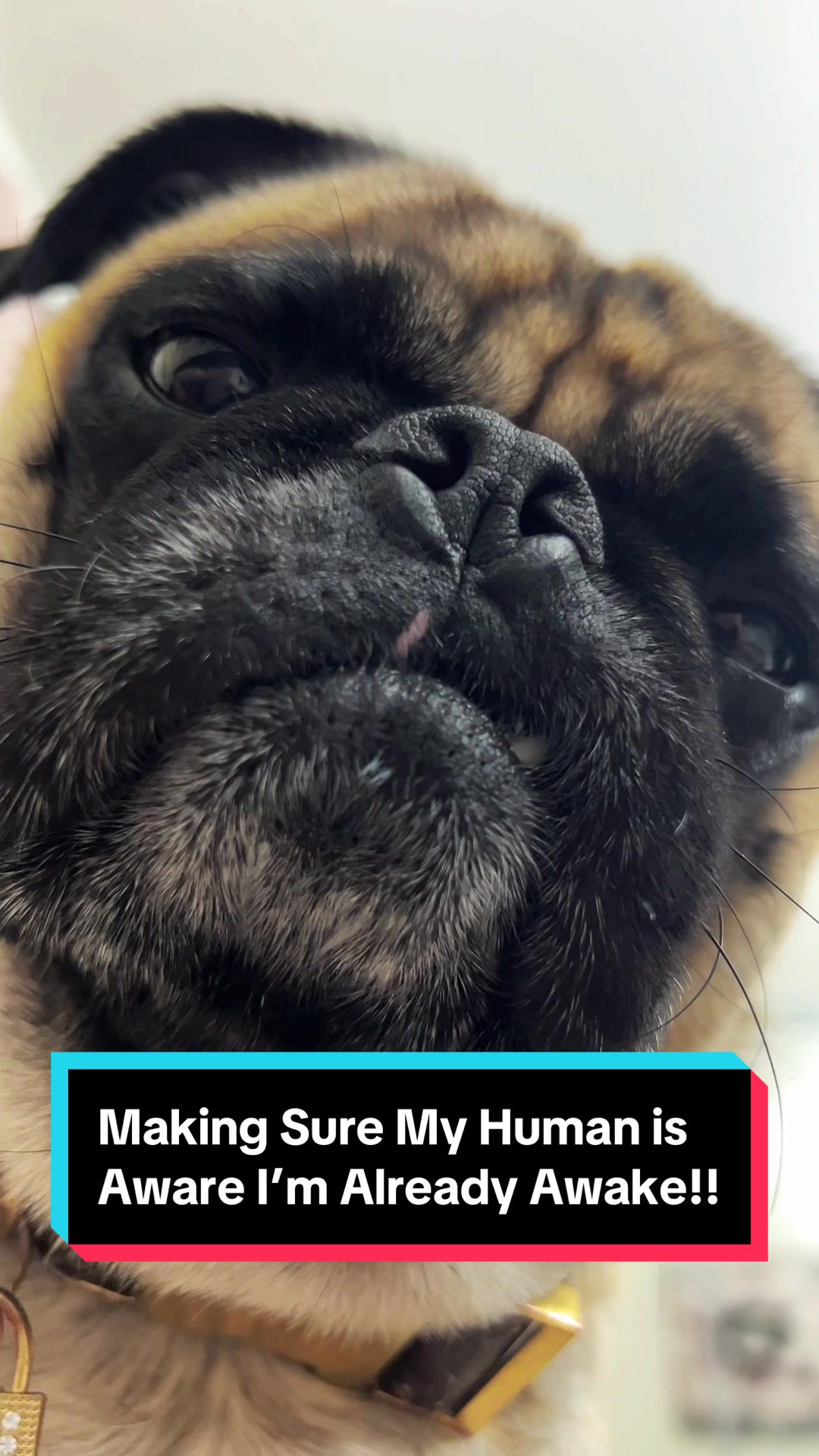 @Benji&Mia the Pugs