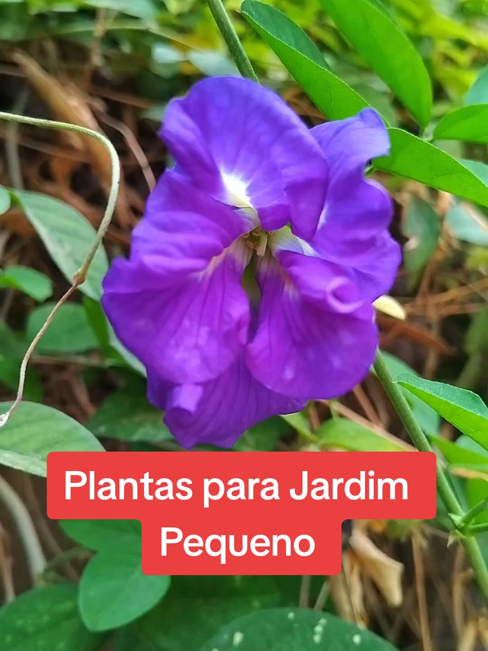 @EcoaBio - Educa&ccedil;&atilde;o Ambiental