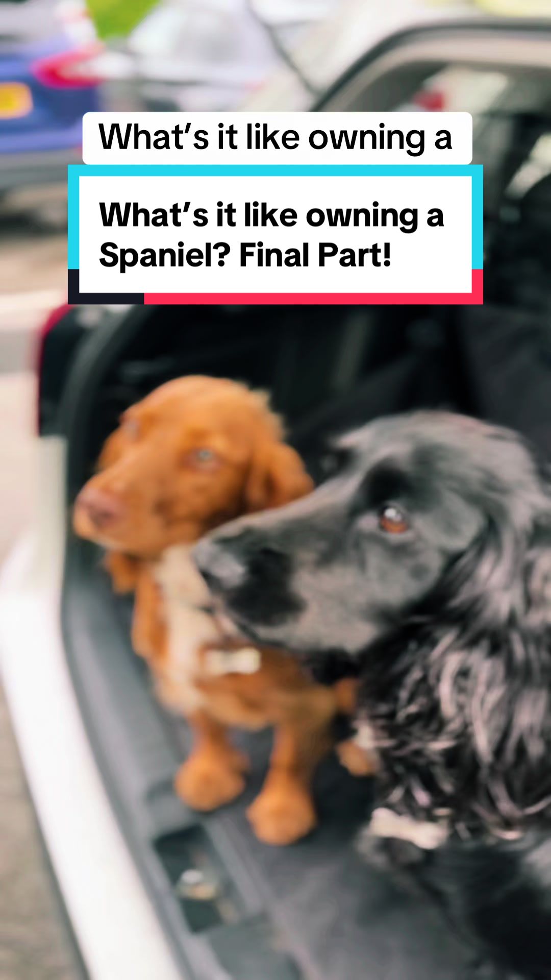 @Spaniel Explorers