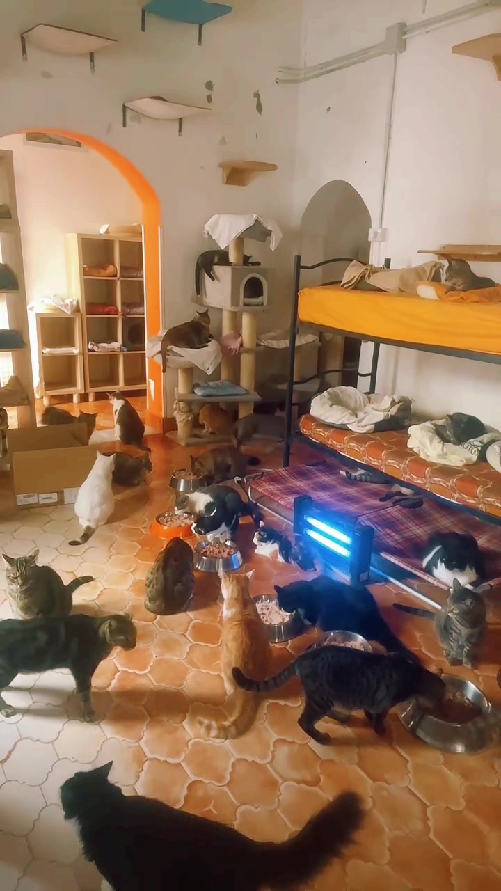 @IL GATTO NERO  ODV