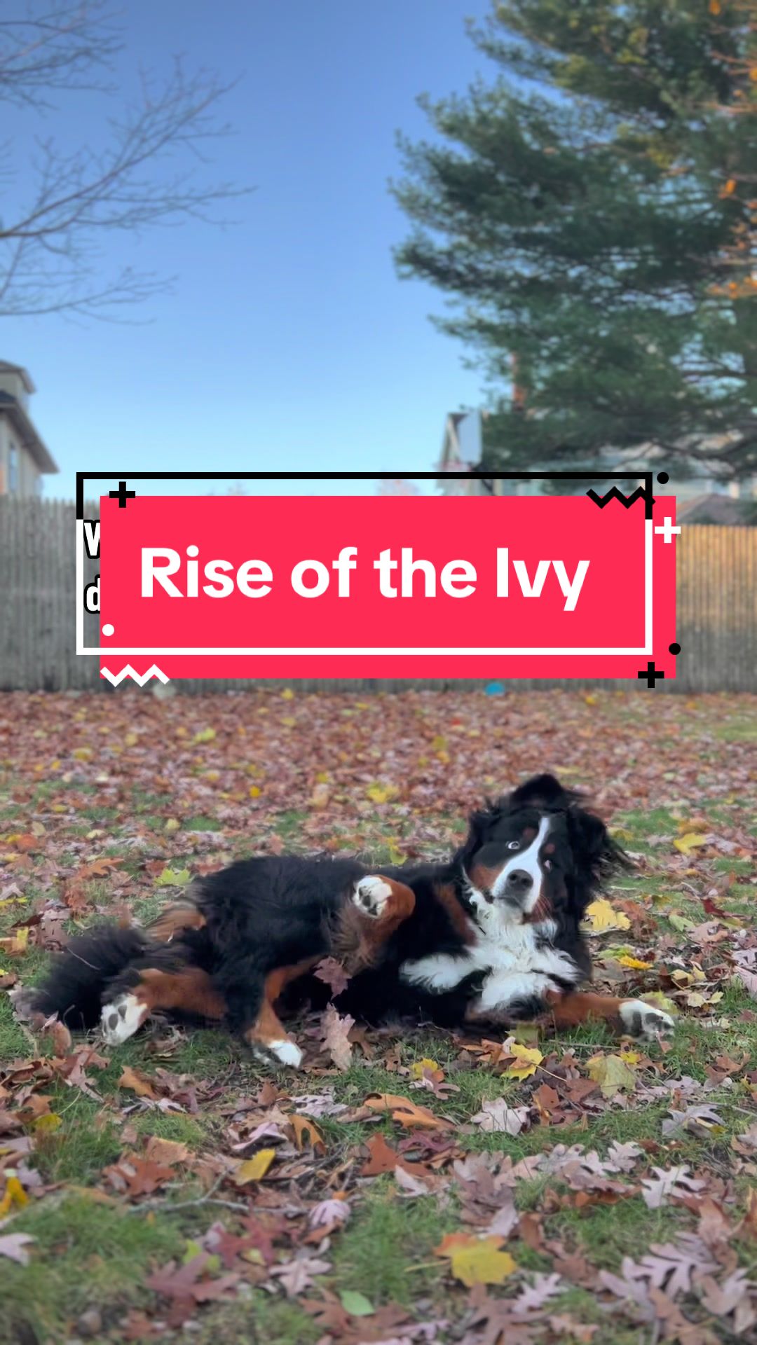 @Ivy the Berner