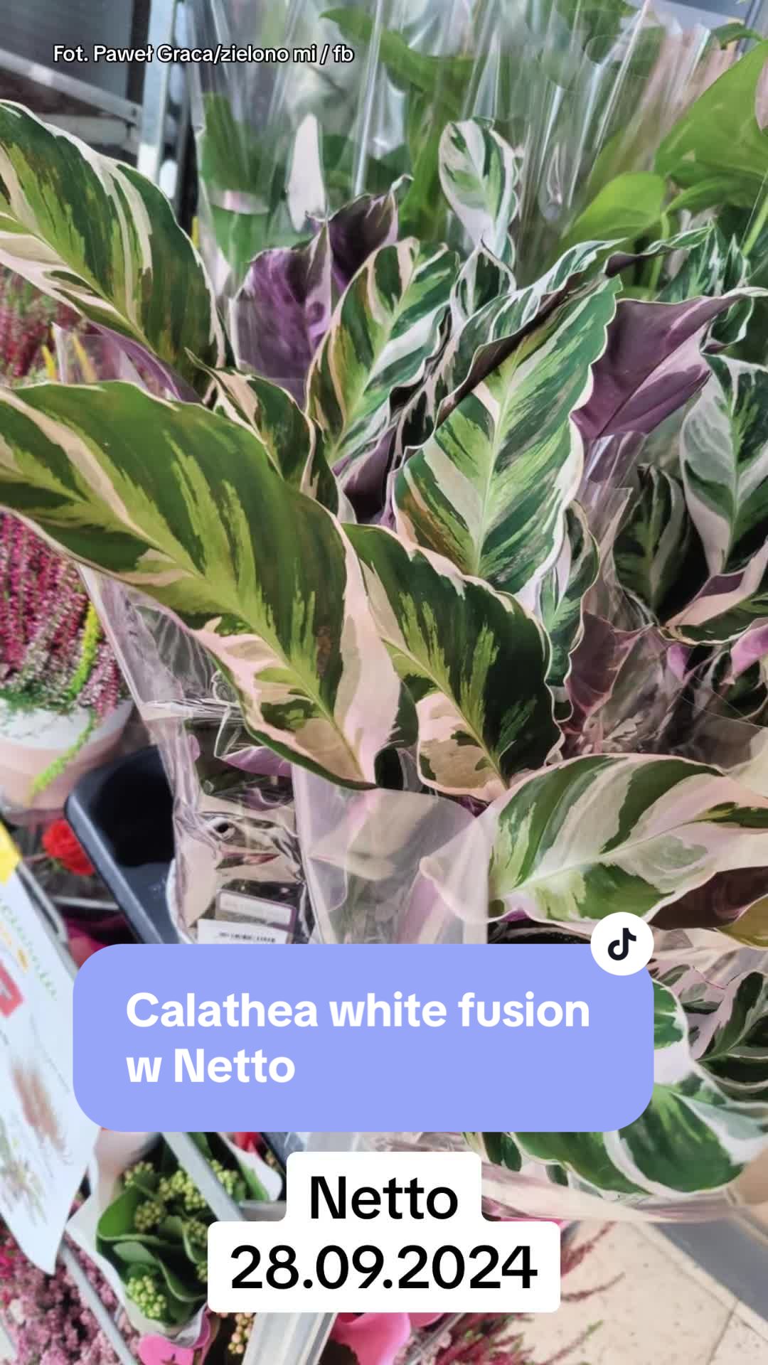 @maciej.plants