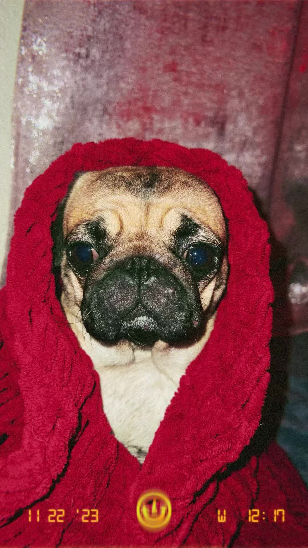 @Benji&Mia the Pugs
