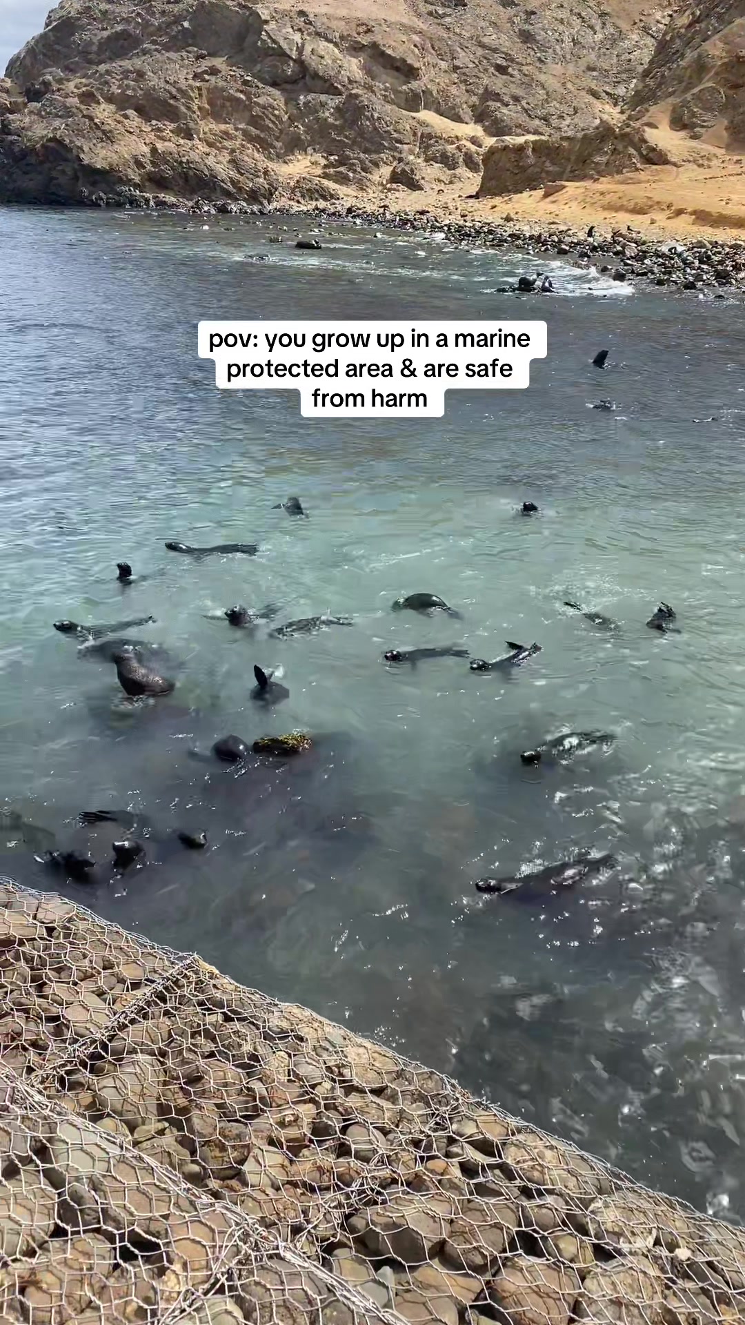 @Carissa 🐋🩵🌊