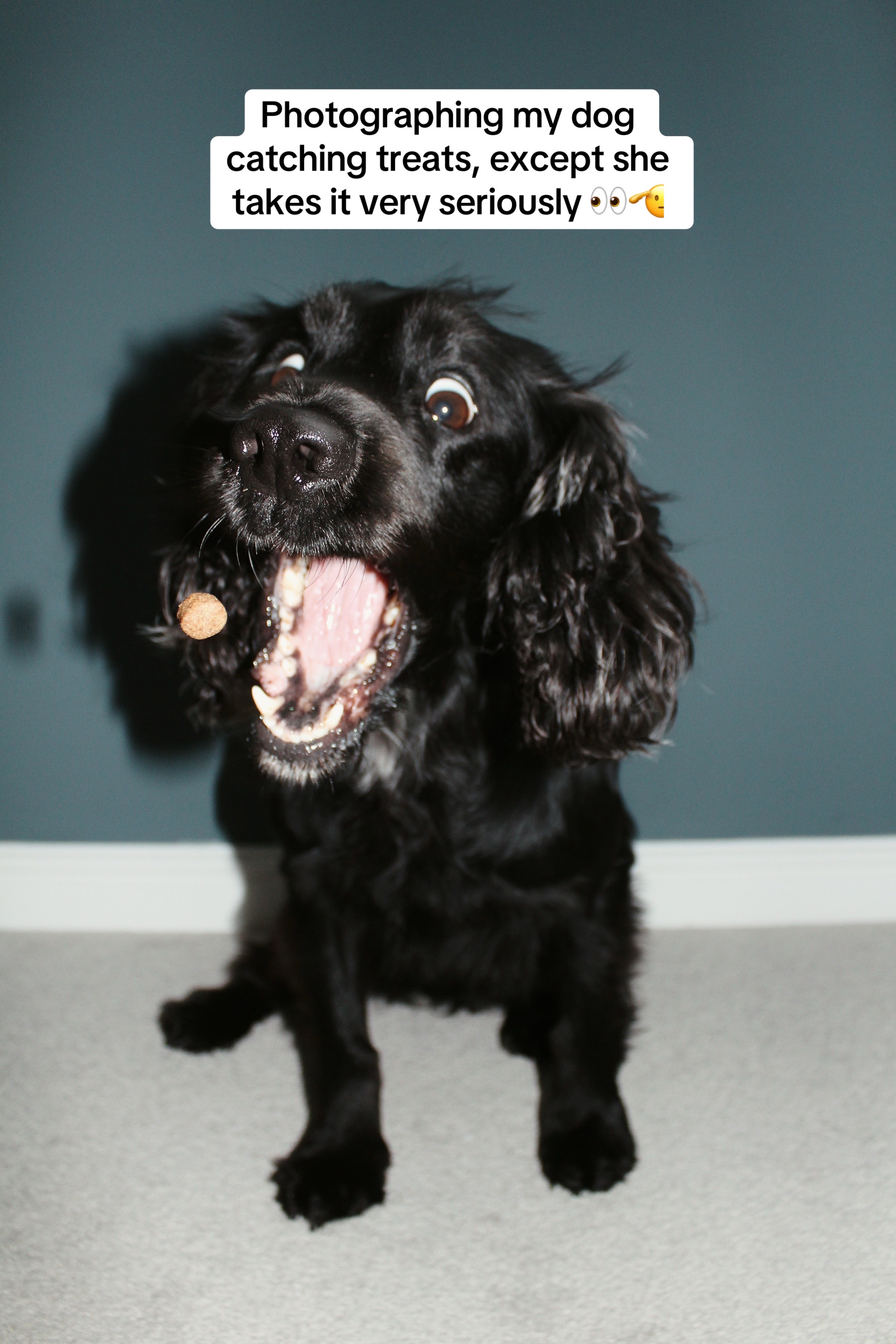 @Spaniel Explorers