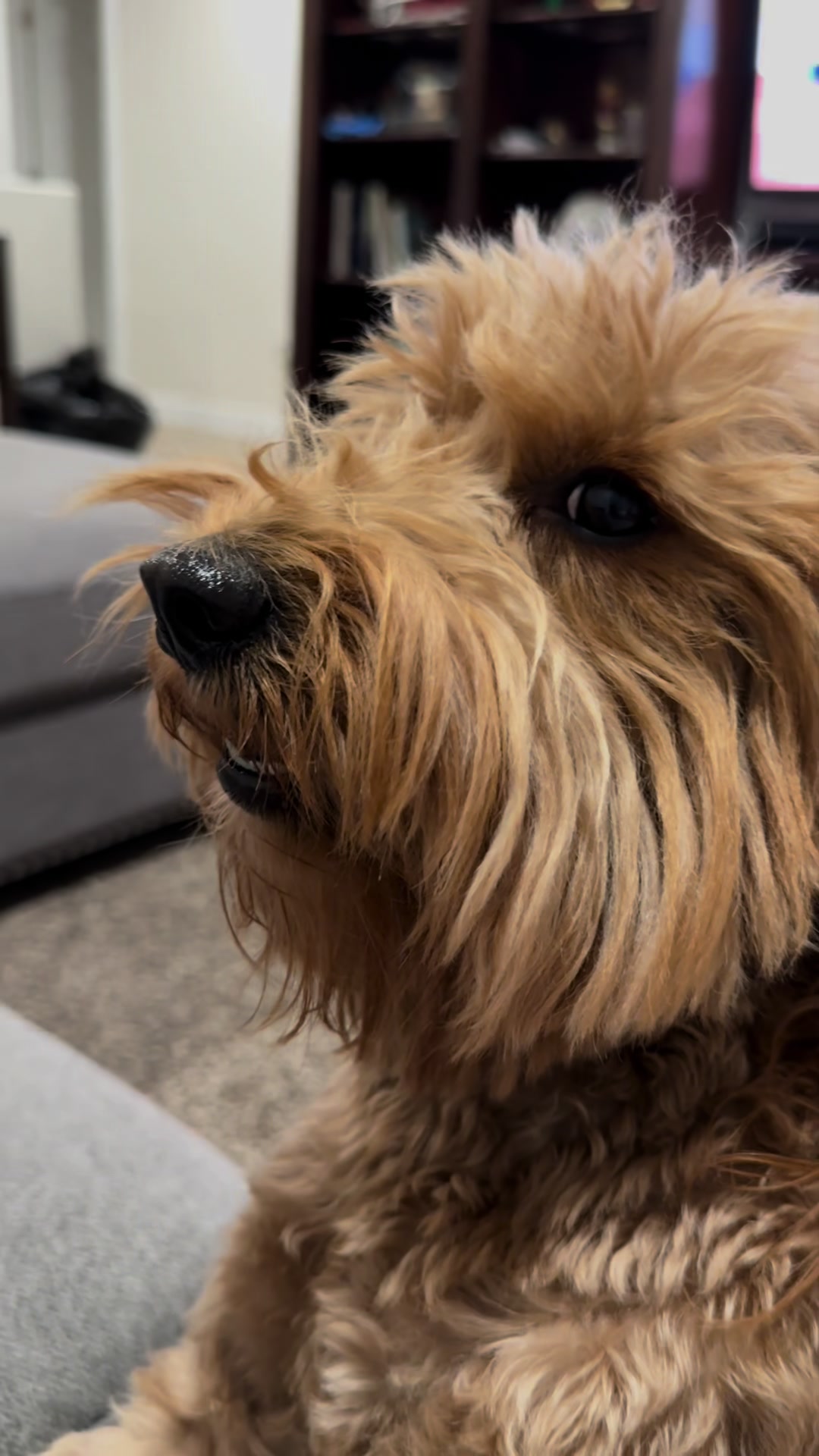 @TuckerTheTurlockDoodle