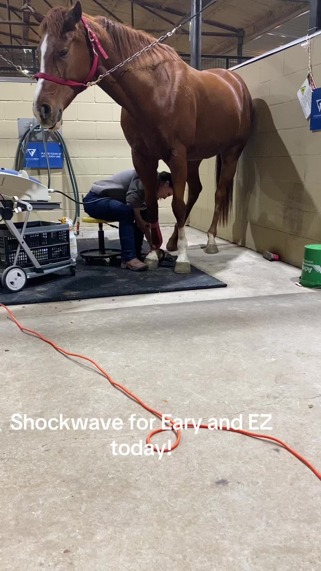 @ASR Equine