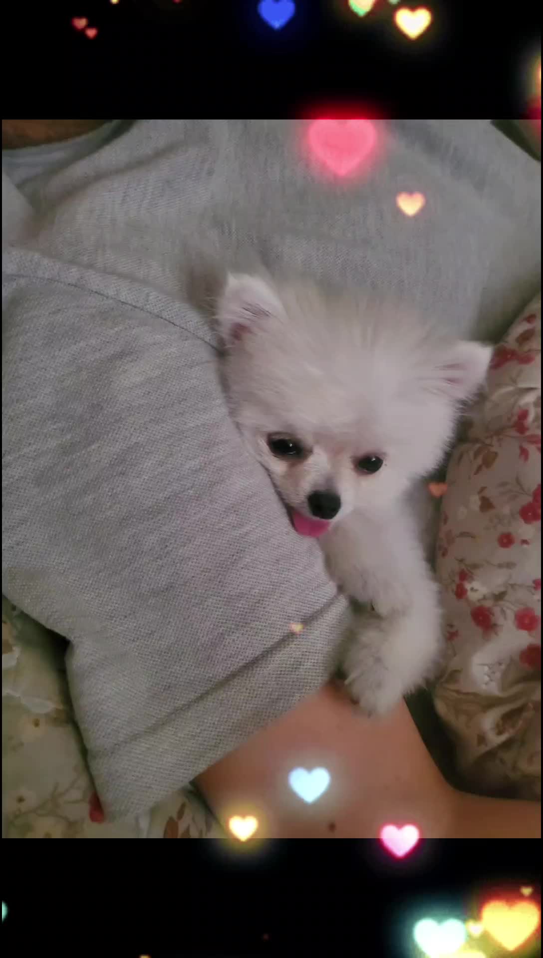 @두진이와두리 아빠