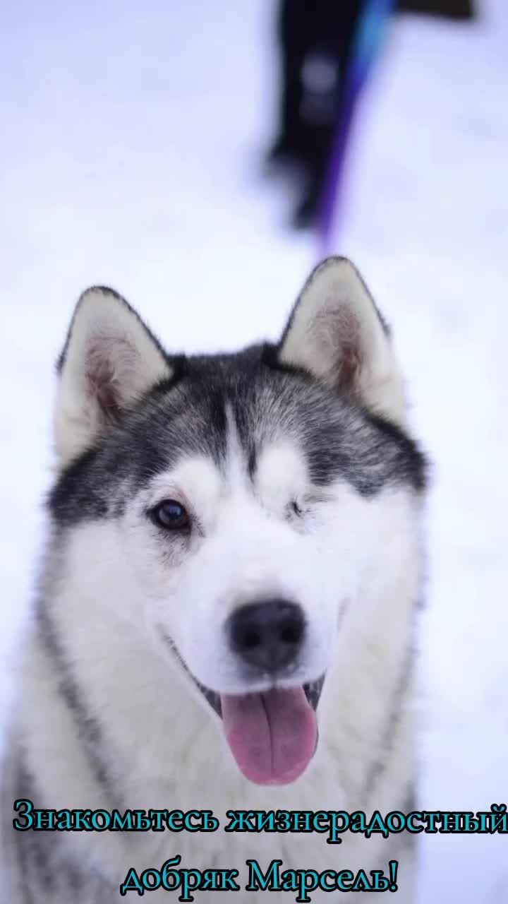 @Animals of Khimki
