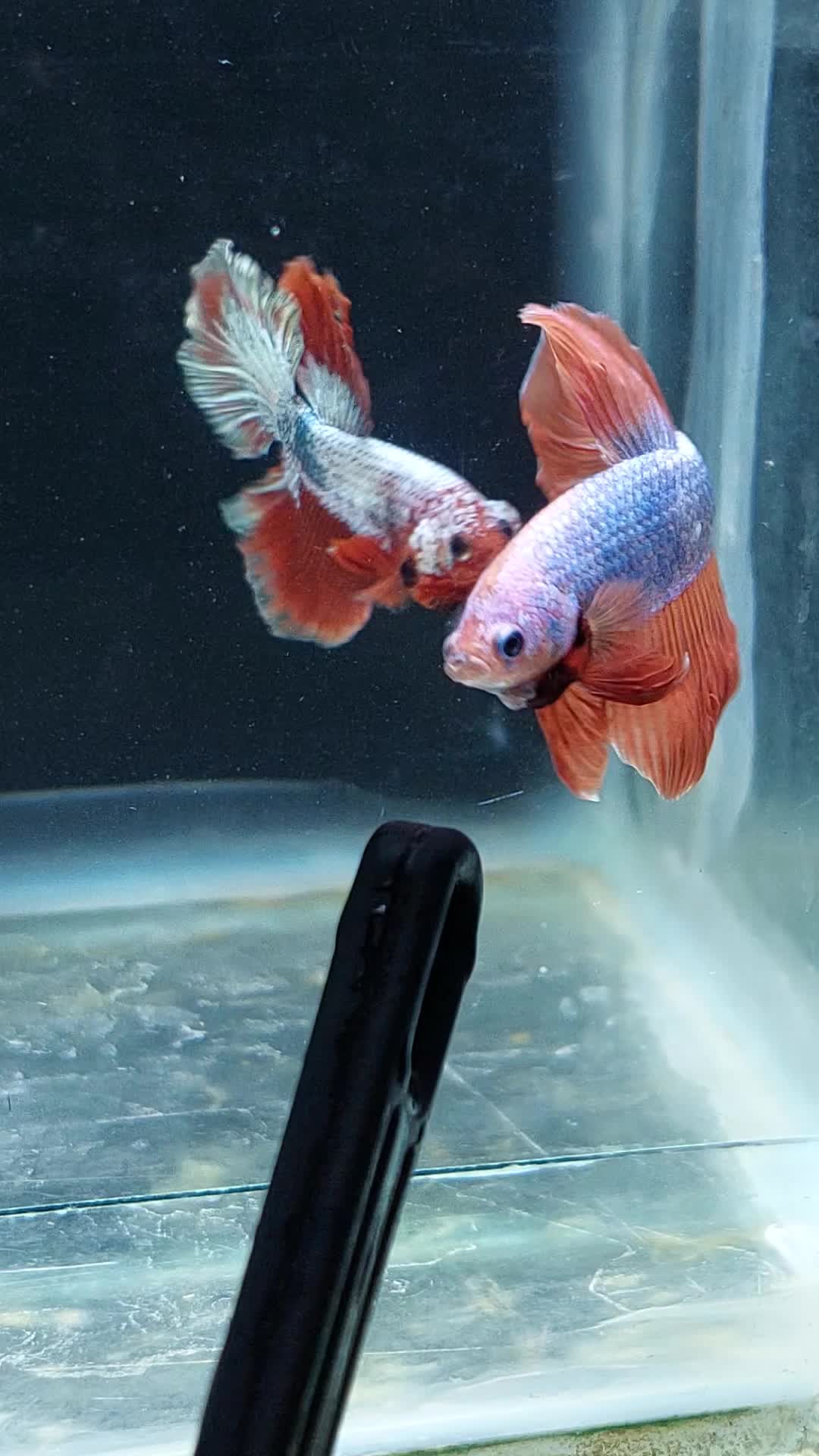 @kintsugibettas